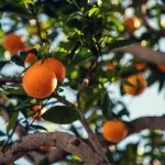 Chinotto - niezwykły kuzyn pomarańczy, który zaskoczy Cię smakiem
