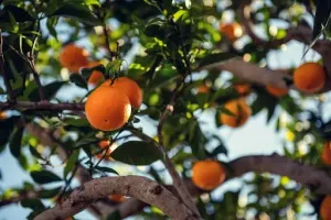 Chinotto - niezwykły kuzyn pomarańczy, który zaskoczy Cię smakiem